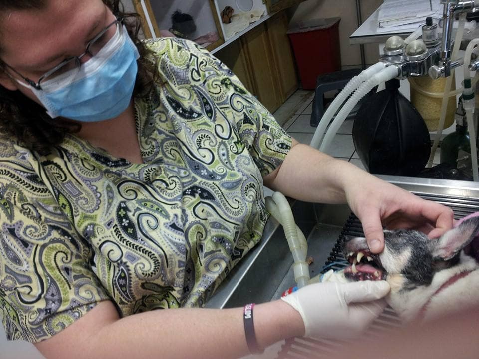 Services Arbuckle Veterinary Clinic